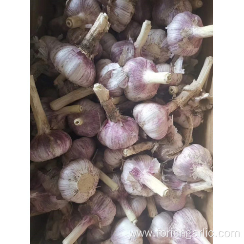 2019 Fresh Normal White Garlic In Sizes 5.0-5.5cm
